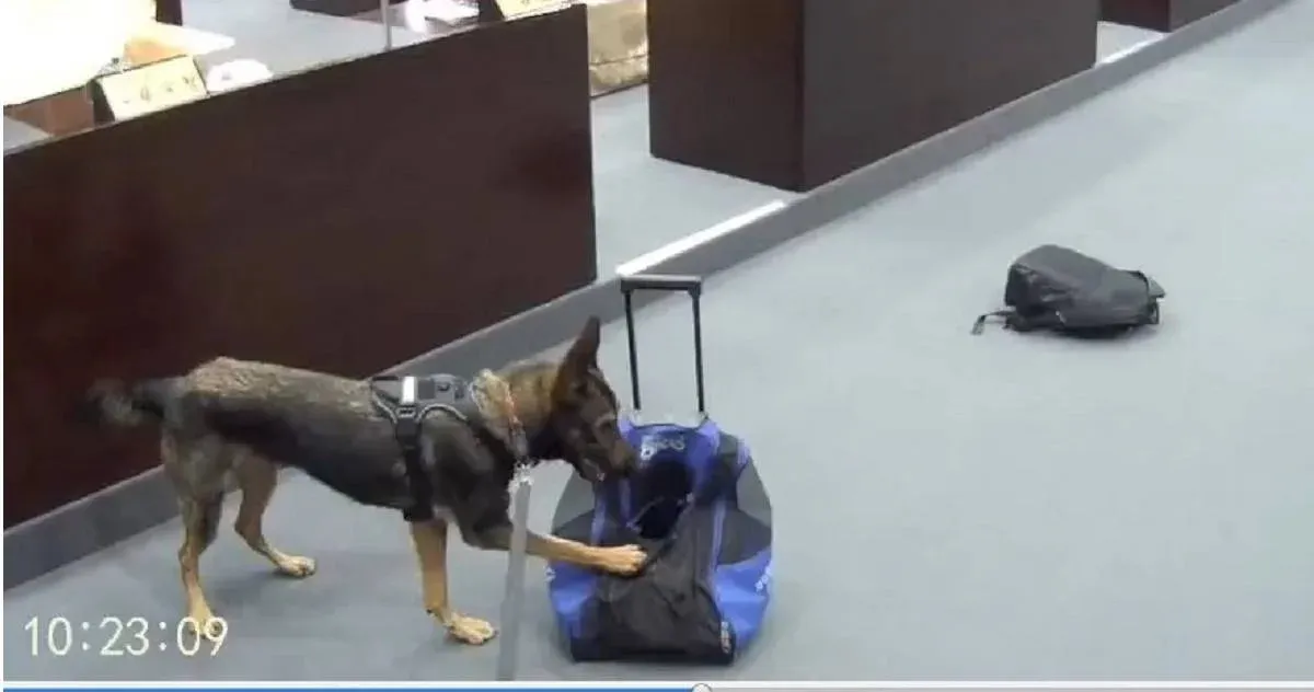 訓犬教官直言緝毒犬三大隱憂：沒真毒可練、臨檢像作秀 cover