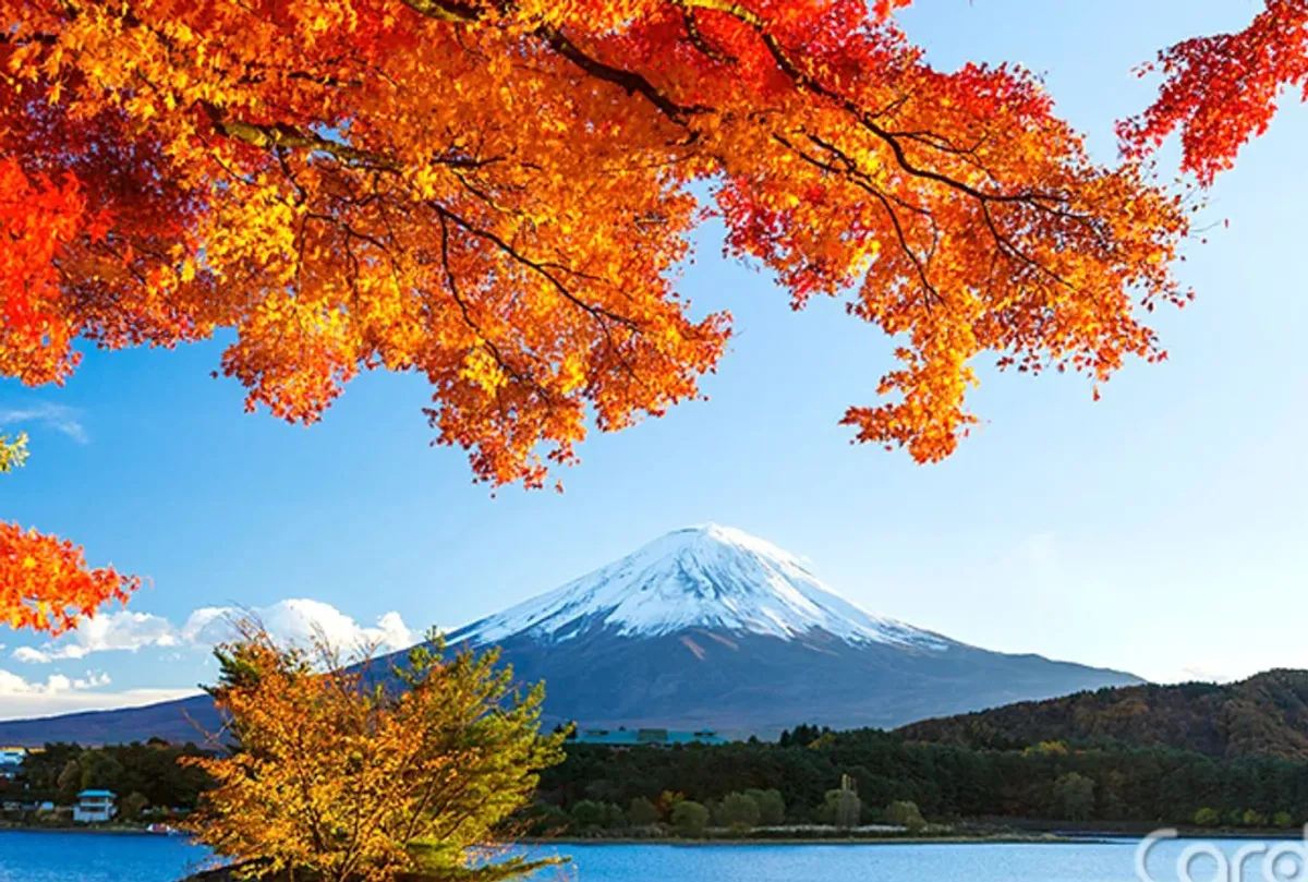 日本楓葉季登場 北海道京都東京賞楓攻略 cover