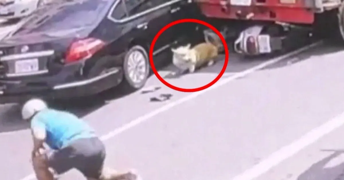 台東吊車酒駕逆向撞車 騎士跳車逃生柯基從輪下鑽出 cover