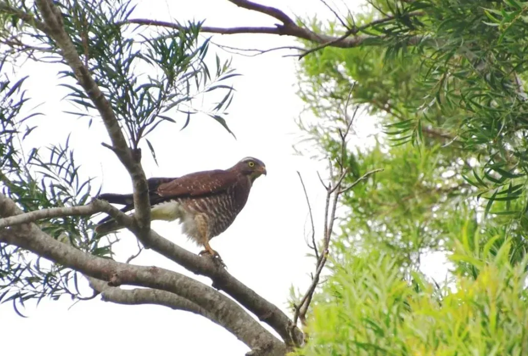 「國慶鳥」灰面鵟鷹現蹤貢寮 田寮洋鳥種紀錄全台第一 cover