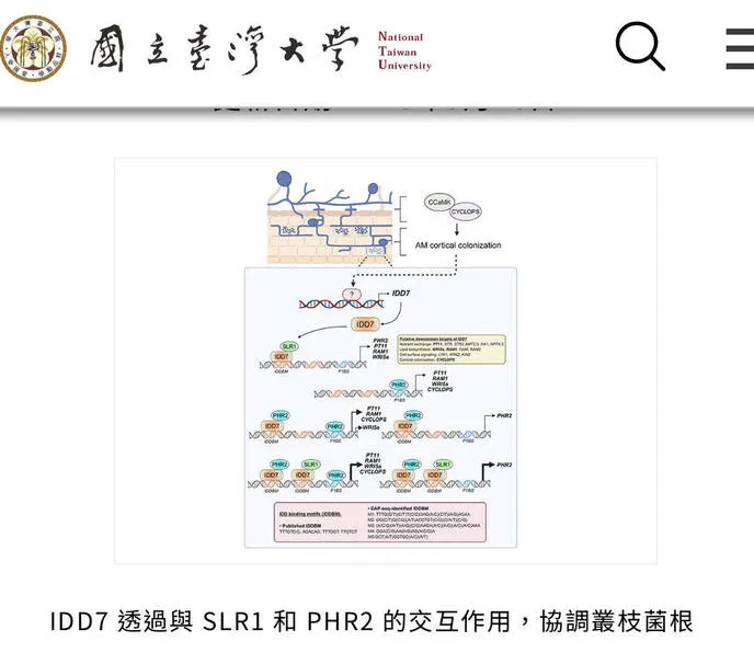 台大找到水稻與真菌共生關鍵開關　研究登上國際期刊 cover