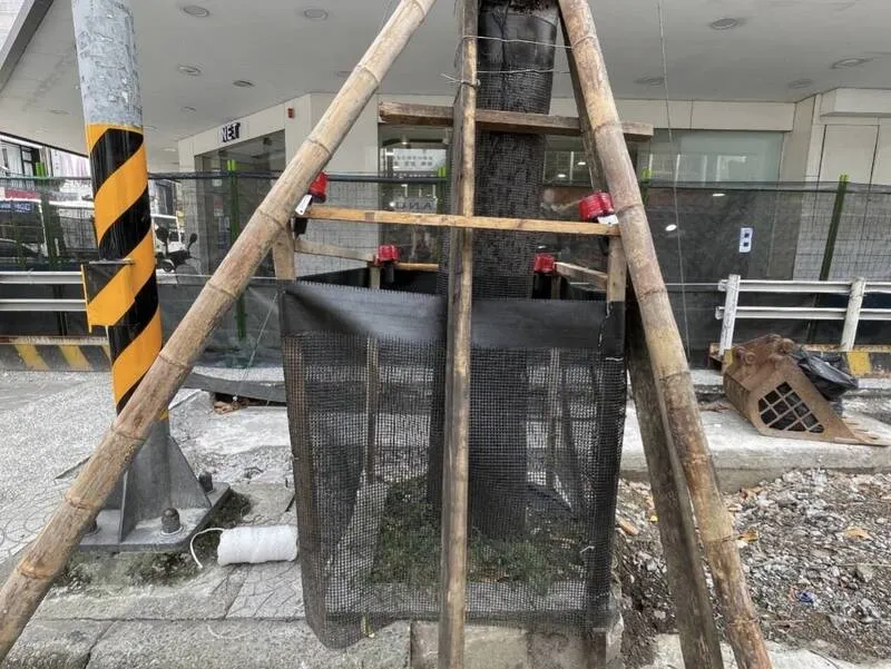 桃園成功路人本改造明年2月完工 行道樹全保留 cover