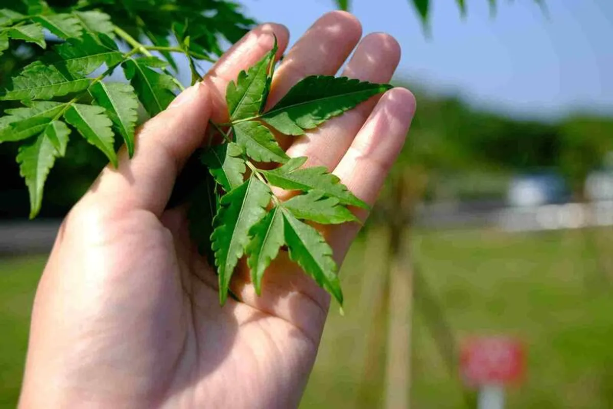 新北首辦植樹微電影競賽總獎金十二萬元徵件開跑 cover